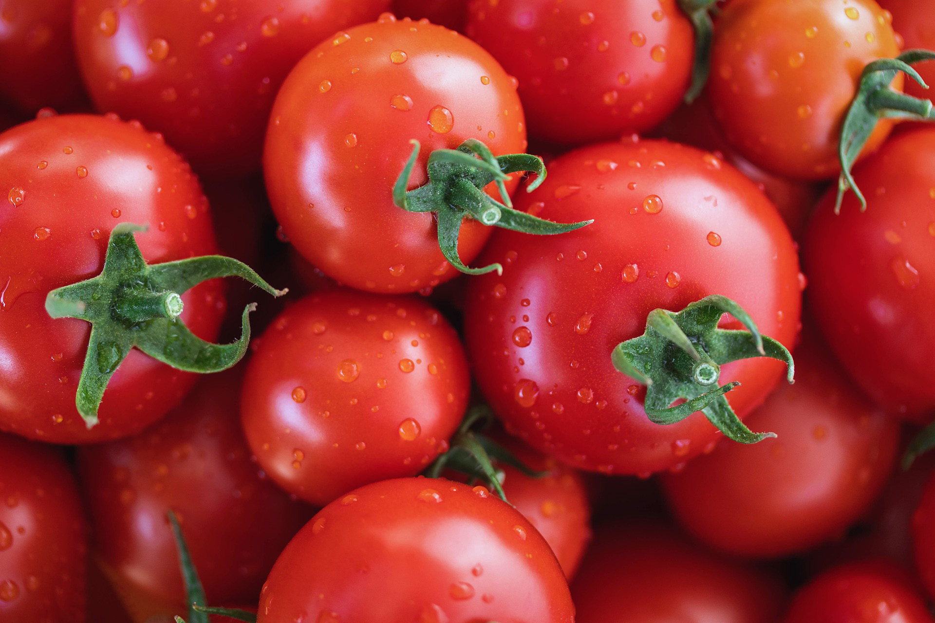 E-learning Tomaten