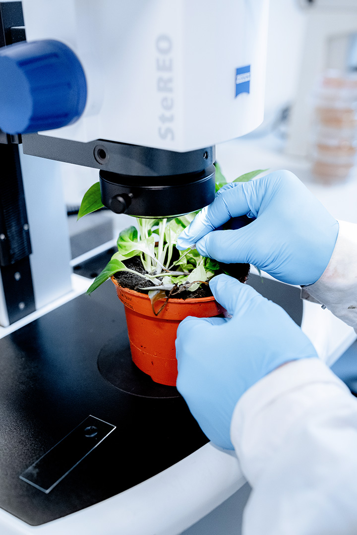 Biocide efficacy testing